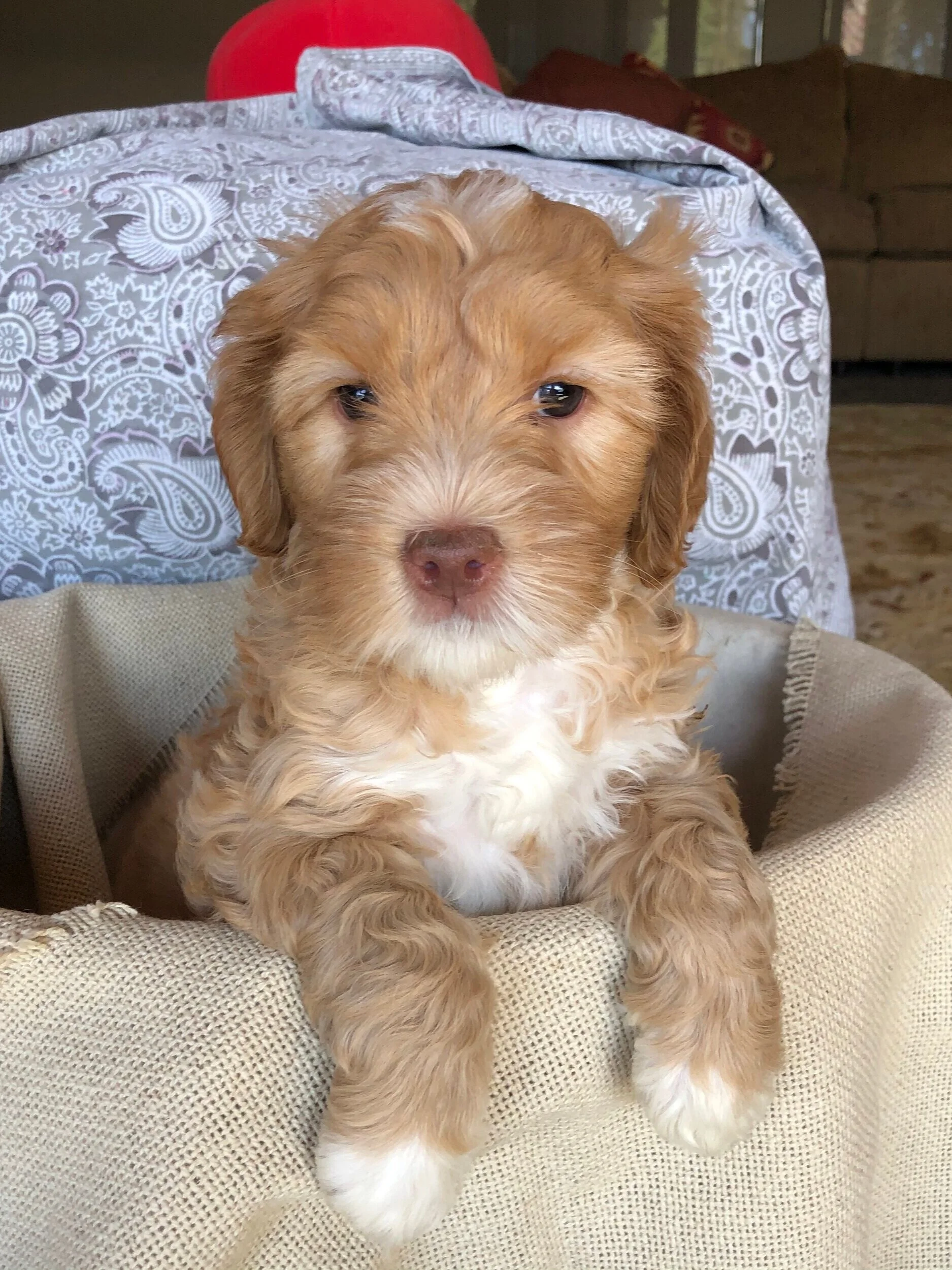 Labradoodle Puppy | Socialized | Oregon & the U.S.A. — Great Day